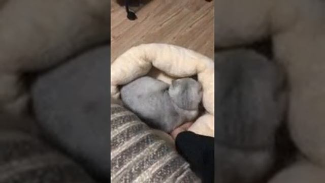 Польза от кота зимой смотреть онлайн