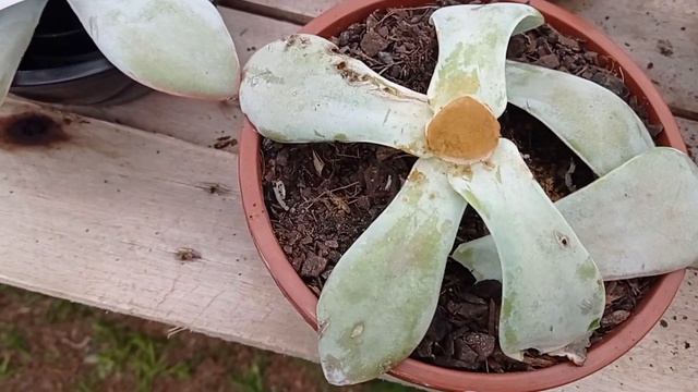 Echeveria Cante como fazer reprodução da cante de maneira bem facil смотреть онлайн