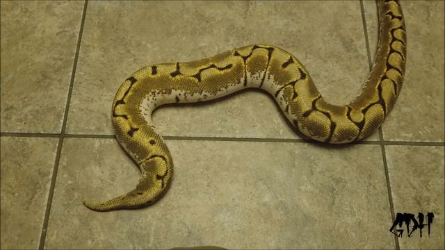 Ball Python Then And Now!! All Grown Up!!! смотреть онлайн