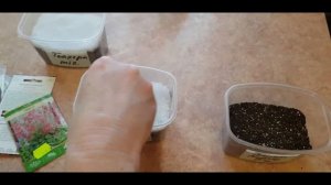 ГЕЙХЕРЫ  ИЗ СЕМЯН. КАК И КОГДА СЕЯТЬ.