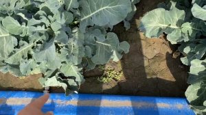 "Схема посадки броколи на гряде" У этого гибрида детки (пасынки ) по 300 грамм