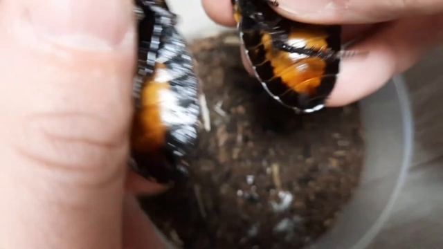 ЛЕГЕНДА. Мадагаскарский таракан Gromphadorhina portentosa. #мадагаскарскийтаракан #cockroach смотреть онлайн