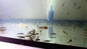 Как кормить Мальков сомика Анциструсов (сом присоска), замена воды