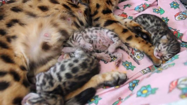 Бенгальские котята в Киеве. Питомник http://www.bengalocats.com/ смотреть онлайн