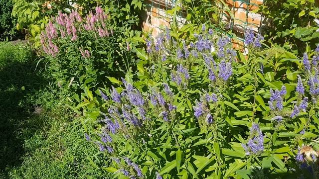 Дом в Цветах // Цветут тигридии, лилии, лилейники и другие цветочки смотреть онлайн