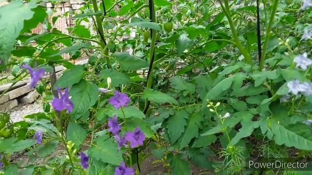 Внекорневую подкормка кальциевой селитрой томатов. смотреть онлайн