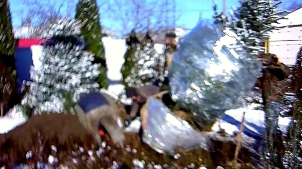 Пересадка ели голубой зимой. Как пересадить ель с одного места на другое? смотреть онлайн