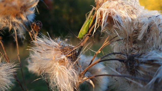 Волшебная осень ? 2023 года в Москве смотреть онлайн