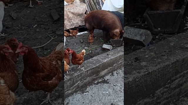 Свиноматки Дюрок покрыты, опорос 19 июля. Бронь на поросят открыта смотреть онлайн