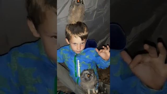 ??? В МИРЕ ЖИВОТНЫХ. СОВЫ. ГДЕ ЖИВУТ СОВЫ. МАСТЕР КЛАСС КАК ПОЙМАТЬ СОВУ. смотреть онлайн