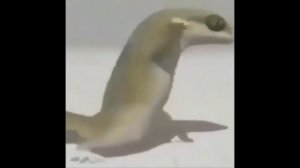 ЖЕНЩИНА НЕ ТАНЦУЮ /BASS BOOSTED\(ящерица)