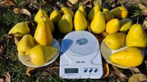 Груша Амфора / Зимові сорти груші