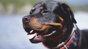 ПОРОДА СОБАК: РОТВЕЙЛЕР