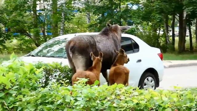 Городские лоси Заречного контактны, но... "бережённого бог бережёт". 2 "происшествия" за 24.07.2018 смотреть онлайн