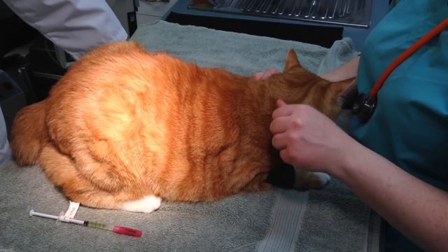 Quadriceps Intramuscular Injection in a Cat to AVOID PARALYSIS смотреть онлайн