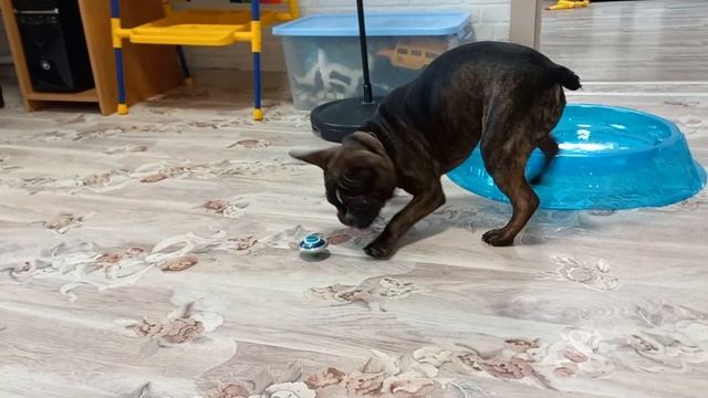 Французский бульдог Мона против инфинити надо. French bulldog Mona vs infinity nado?. смотреть онлайн