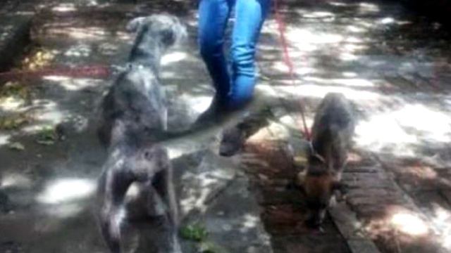 На асфальте лежала полуживая собака, скрывая под животом самое ценное сокровище. смотреть онлайн