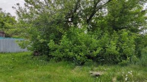 Липецкая область Добринский район село Талицкий Чамлык