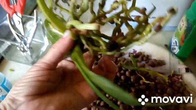 03.05.2022г ПЕРЕСАДКА ДЕТОК ОРХИДЕИ МАСТЕР ПИС! смотреть онлайн