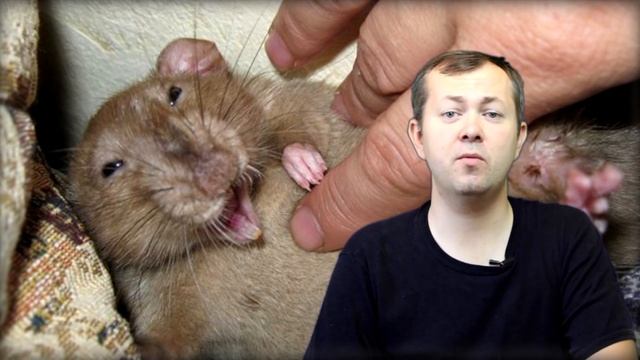 Невероятные факты о крысах, в которые не сразу поверишь! смотреть онлайн