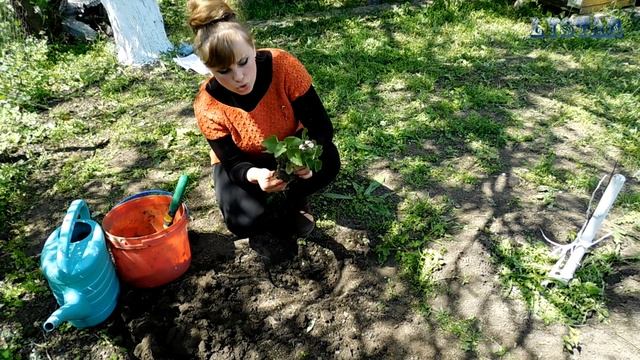 Правильная посадка и уход за клубникой