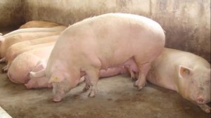 Свиноводство | Разведение свиней как бизнес идея | Открыть свиноводческое хозяйство