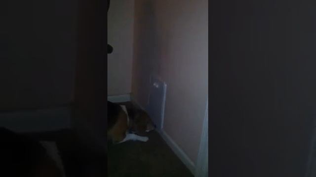 Beagle Escape Artist смотреть онлайн