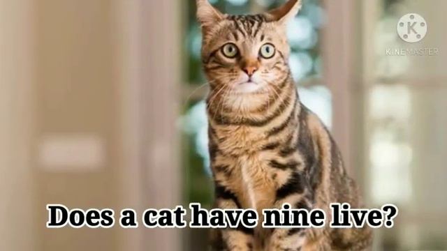Present simple - Short answers смотреть онлайн