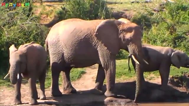 ► ЖИВОТНЫЕ АФРИКИ для Детей и малышей  Дикие Животные  Животные для самых малень