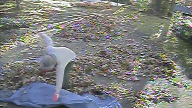 Alert on my Swann DVR with a 700 TVL camera. смотреть онлайн