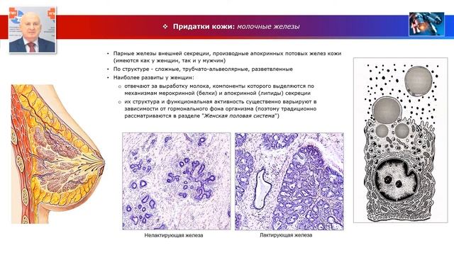 Частная гистология - лекция "Общий покров" (часть 2) смотреть онлайн