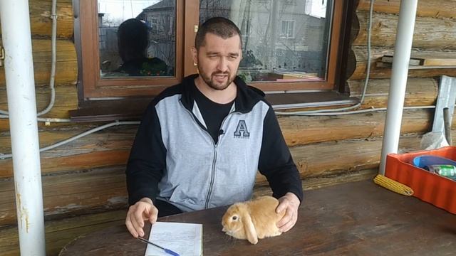Почему кролик грызет клетку, что делать? смотреть онлайн