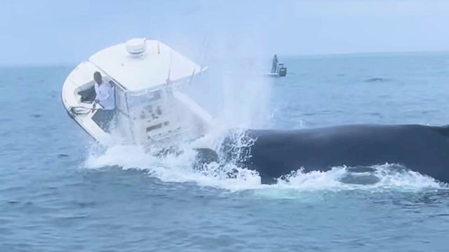 кит - убийца