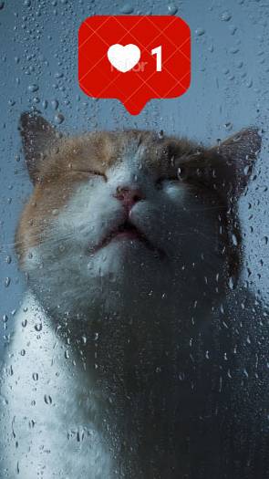 Дождь в деревне летом, Котик под дождём смотреть онлайн