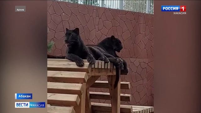 Багира и ее котята. В семействе пантер снова прибавление смотреть онлайн