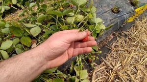 Вертициллезное увядание клубники. Удалять кусты или лечить?