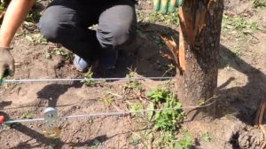 Как я корчевал 40-летние пни с помощью лебедки