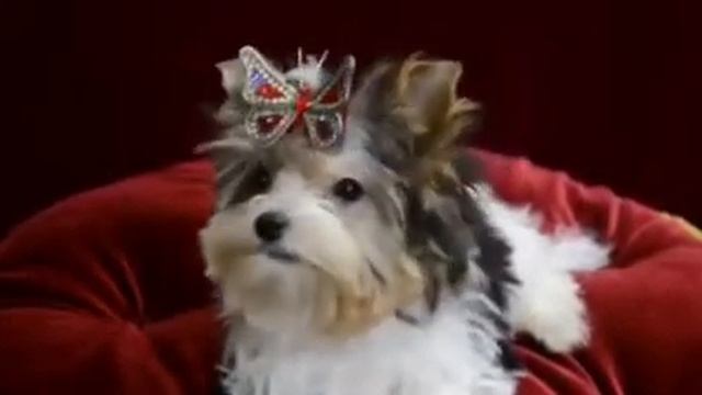 Бантики для собак смотреть онлайн