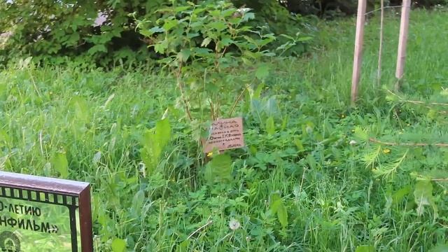 КАМЕННООСТРОВСКИЙ ПРОСПЕКТ САНКТ-ПЕТЕРБУРГА (ЧАСТЬ 1) смотреть онлайн