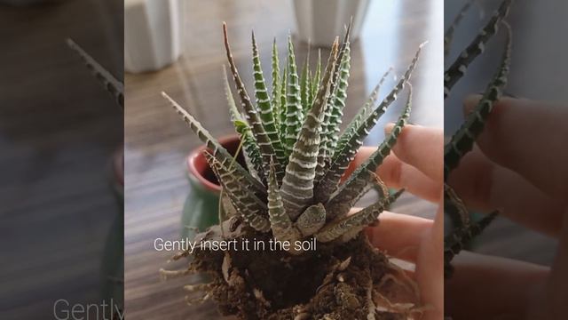 How To Grow And Care For Haworthia Zebra | Zebra Plant Caring Tips - #haworthia #zebraplant смотреть онлайн