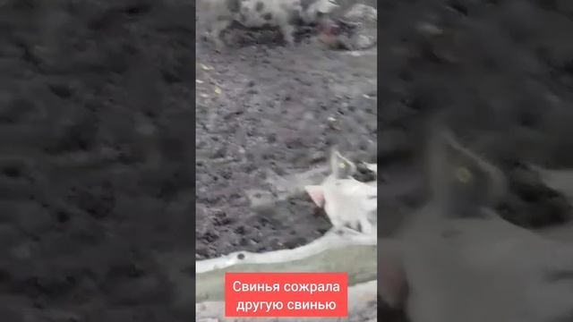 #фермер, #свинья, #жесть Свинья сожрала другую свинью. Фермер шел к успеху, но не удалось смотреть онлайн