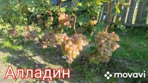 Виноград Алладин