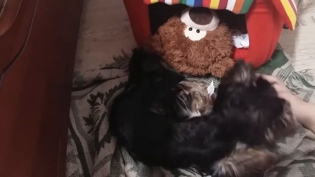 Йорк смоки прячет игрушки, прикол в доме смотреть онлайн