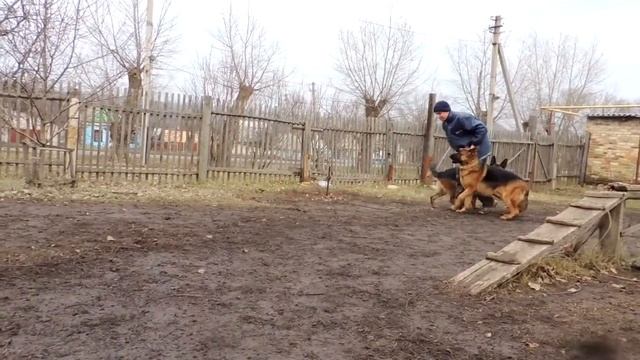 Работа собак в паре. Дрессировка собак. 