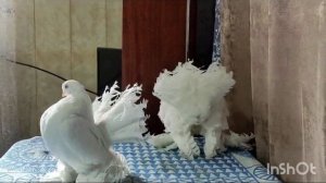 Голуби Статные Ростовский Лебедь(Stately Pigeons Rostov Swan)
