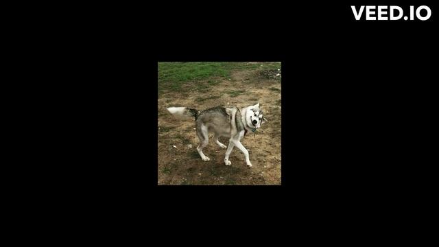 Hysteric dog смотреть онлайн