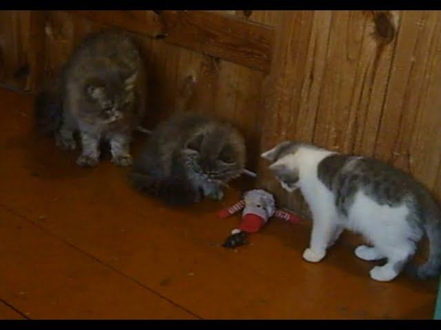 Деревенские котята смотреть онлайн