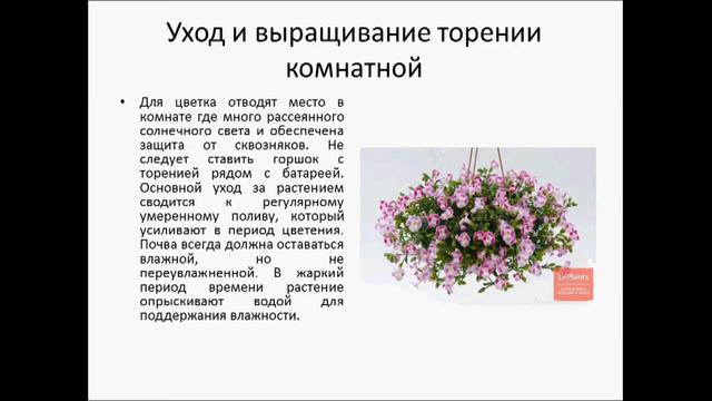 ТОРЕНИЯ смотреть онлайн