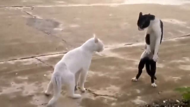 Сумасшедший кот каратист смотреть онлайн