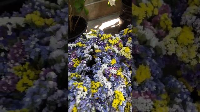 statice.limonium.kermek смотреть онлайн